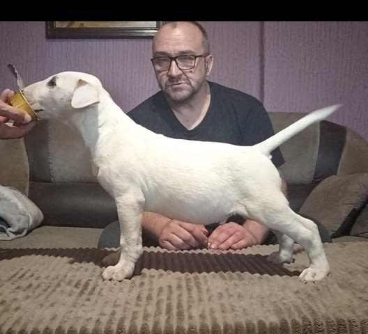 Бул териер кученца Бултериер, Ваксинирано - Да, Обезпаразитено - Да - град Извън България | Кучета - снимка 2