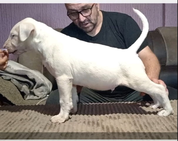 Бул териер кученца Бултериер, Ваксинирано - Да, Обезпаразитено - Да - град Извън България | Кучета - снимка 3