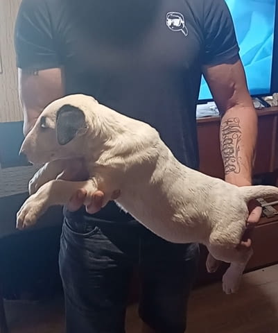 Бул териер кученца Бултериер, Ваксинирано - Да, Обезпаразитено - Да - град Извън България | Кучета - снимка 4