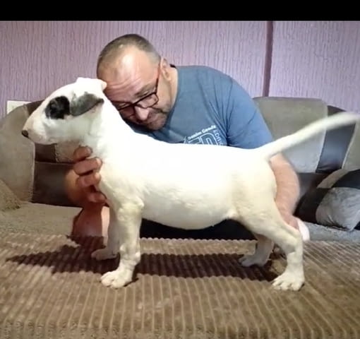 Бул териер кученца Бултериер, Ваксинирано - Да, Обезпаразитено - Да - град Извън България | Кучета - снимка 5