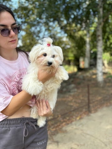 Малтезер (Малтийска болонка) Ваксинирано - Да, Обезпаразитено - Да, С чип - Да - град София | Кучета - снимка 1