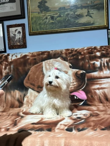 Малтезер (Малтийска болонка) Ваксинирано - Да, Обезпаразитено - Да, С чип - Да - град София | Кучета - снимка 2