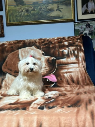 Малтезер (Малтийска болонка) Ваксинирано - Да, Обезпаразитено - Да, С чип - Да - град София | Кучета - снимка 3