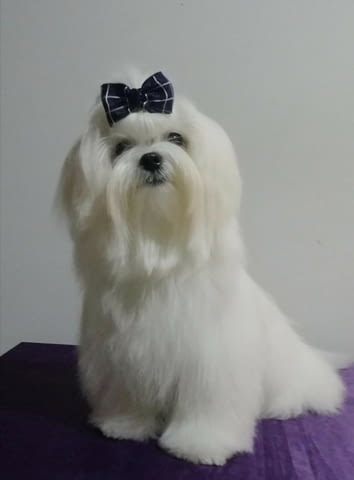 Малтезер (Малтийска болонка) Ваксинирано - Да, Обезпаразитено - Да, С чип - Да - град София | Кучета - снимка 4