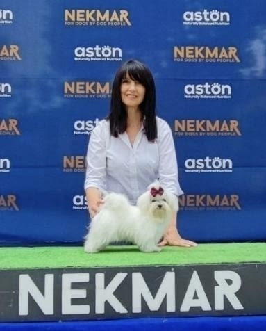 Малтезер (Малтийска болонка) Ваксинирано - Да, Обезпаразитено - Да, С чип - Да - град София | Кучета - снимка 5