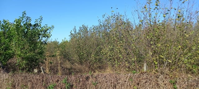 ПАРЦЕЛ/УПИ в с. Книжовник, обл. Хасково 1020 м2, За жил.строителство - село Книжовник | Парцели / Земя - снимка 5