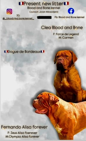 Dogue de Bordeaux Бордо Дога кученца Дог от Бордо, Ваксинирано - Да, Обезпаразитено - Да - град Извън България | Кучета - снимка 1