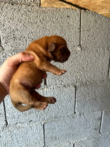 Dogue de Bordeaux Бордо Дога кученца Дог от Бордо, Ваксинирано - Да, Обезпаразитено - Да - град Извън България | Кучета - снимка 2