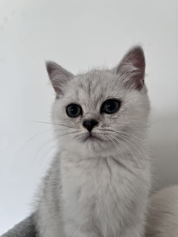 Шотландски котенца Друга, Ваксина - Да, Обезпаразитена - Да - град Извън България | Котки - снимка 1