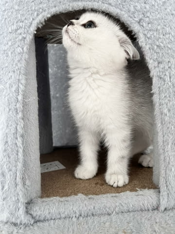 Шотландски котенца Друга, Ваксина - Да, Обезпаразитена - Да - град Извън България | Котки - снимка 2