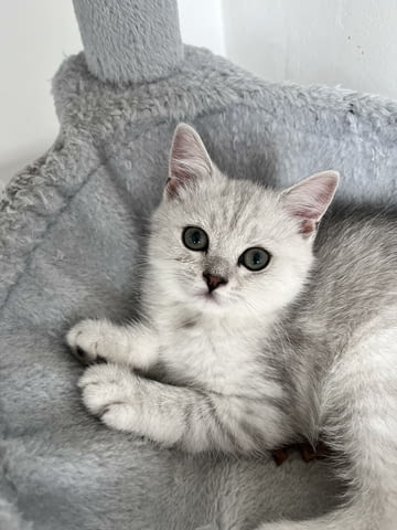 Шотландски котенца Друга, Ваксина - Да, Обезпаразитена - Да - град Извън България | Котки - снимка 3