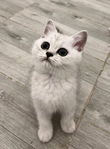 Шотландски котенца Друга, Ваксина - Да, Обезпаразитена - Да - град Извън България | Котки - снимка 4