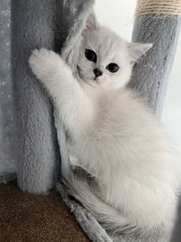 Шотландски котенца Друга, Ваксина - Да, Обезпаразитена - Да - град Извън България | Котки - снимка 5