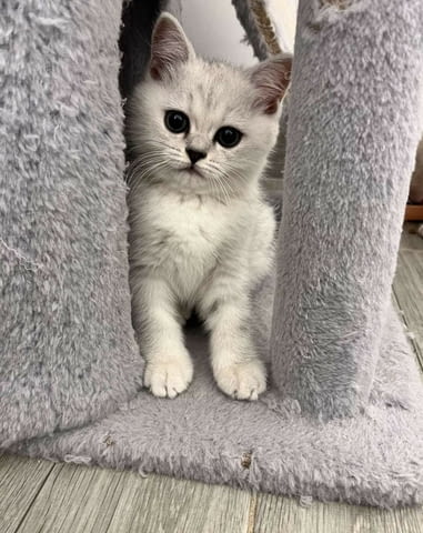 Шотландски котенца Друга, Ваксина - Да, Обезпаразитена - Да - град Извън България | Котки - снимка 6