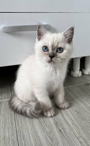 Шотландски котенца Друга, Ваксина - Да, Обезпаразитена - Да - град Извън България | Котки - снимка 7