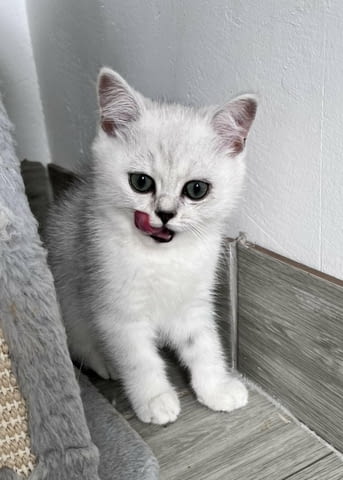 Шотландски котенца Друга, Ваксина - Да, Обезпаразитена - Да - град Извън България | Котки - снимка 8