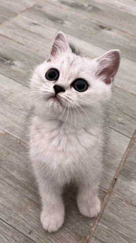 Шотландски котенца Друга, Ваксина - Да, Обезпаразитена - Да - град Извън България | Котки - снимка 9