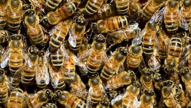 Оксалова киселина за пчеларство - city of Dobrich | Bee Keeping - снимка 2