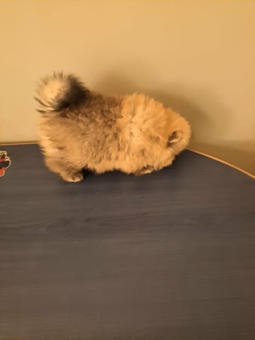 Померанче мъжко на 50 дни обезпаразитено с Паспорт и първа ваксина. - снимка 2