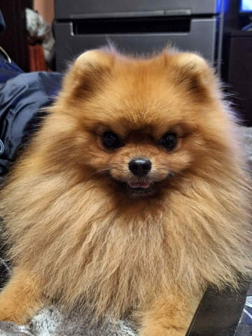 Померанче мъжко на 50 дни обезпаразитено с Паспорт и първа ваксина. - снимка 4