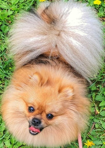 Померанче мъжко на 50 дни обезпаразитено с Паспорт и първа ваксина. - снимка 5