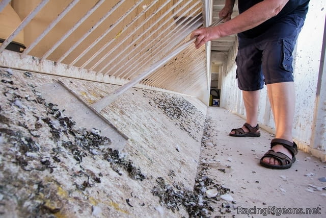 Замрежване по блокове и тераси от гълъби - Добрич и села, град Генерал-Тошево