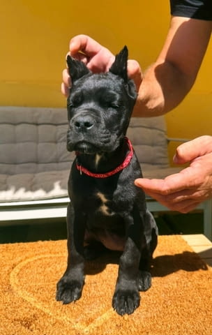 Кане Корсо прекрасни кученца Канекорсо, Ваксинирано - Да, Обезпаразитено - Да - град Извън България | Кучета - снимка 2