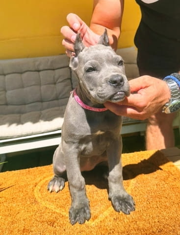 Кане Корсо прекрасни кученца Канекорсо, Ваксинирано - Да, Обезпаразитено - Да - град Извън България | Кучета - снимка 4