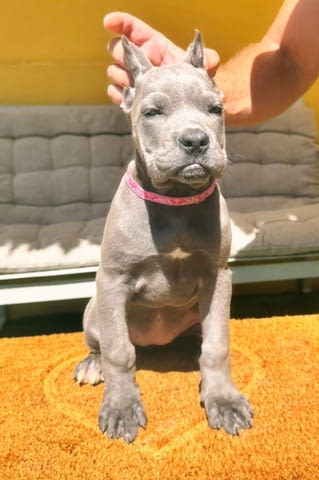 Кане Корсо прекрасни кученца Канекорсо, Ваксинирано - Да, Обезпаразитено - Да - град Извън България | Кучета - снимка 5