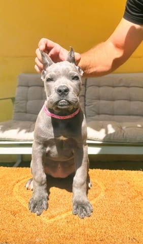 Кане Корсо прекрасни кученца Канекорсо, Ваксинирано - Да, Обезпаразитено - Да - град Извън България | Кучета - снимка 6