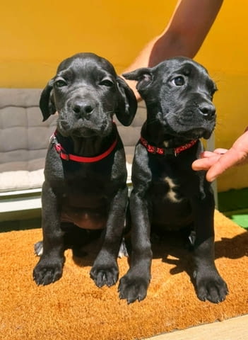 Кане Корсо прекрасни кученца Канекорсо, Ваксинирано - Да, Обезпаразитено - Да - град Извън България | Кучета - снимка 7