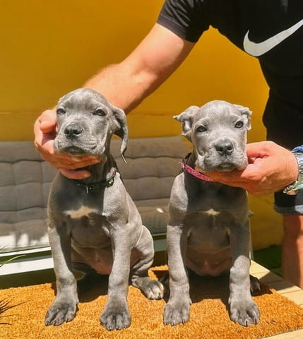 Кане Корсо прекрасни кученца Канекорсо, Ваксинирано - Да, Обезпаразитено - Да - град Извън България | Кучета - снимка 9