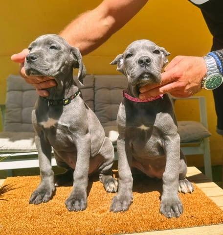 Кане Корсо прекрасни кученца Канекорсо, Ваксинирано - Да, Обезпаразитено - Да - град Извън България | Кучета - снимка 10