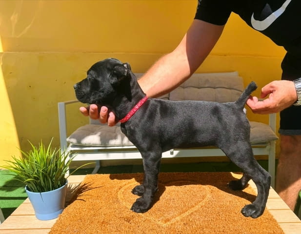 Кане Корсо прекрасни кученца Канекорсо, Ваксинирано - Да, Обезпаразитено - Да - град Извън България | Кучета - снимка 12