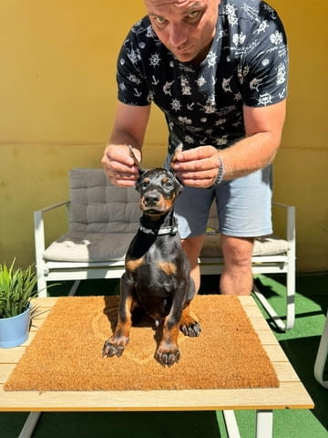 Доберман кученца Ваксинирано - Да, Обезпаразитено - Да - град Извън България | Кучета - снимка 2