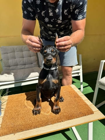 Доберман кученца Ваксинирано - Да, Обезпаразитено - Да - град Извън България | Кучета - снимка 3