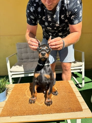 Доберман кученца Ваксинирано - Да, Обезпаразитено - Да - град Извън България | Кучета - снимка 4