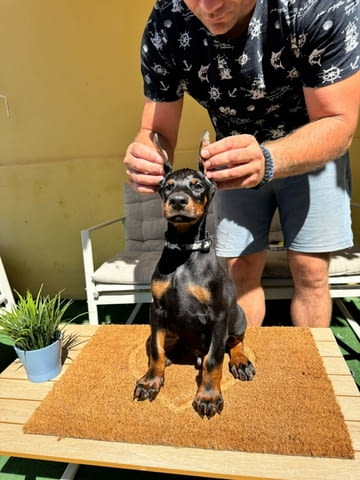 Доберман кученца Ваксинирано - Да, Обезпаразитено - Да - град Извън България | Кучета - снимка 5