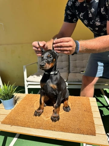 Доберман кученца Ваксинирано - Да, Обезпаразитено - Да - град Извън България | Кучета - снимка 7