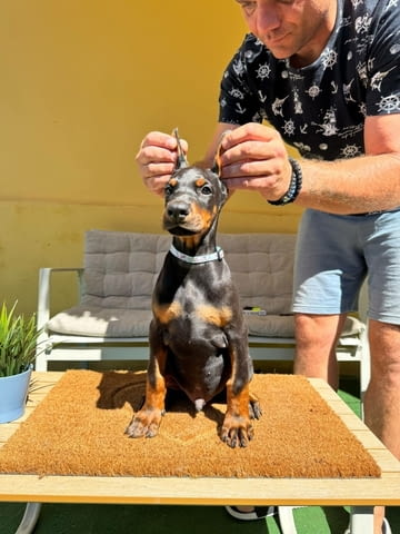 Доберман кученца Ваксинирано - Да, Обезпаразитено - Да - град Извън България | Кучета - снимка 9