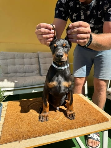 Доберман кученца Ваксинирано - Да, Обезпаразитено - Да - град Извън България | Кучета - снимка 10