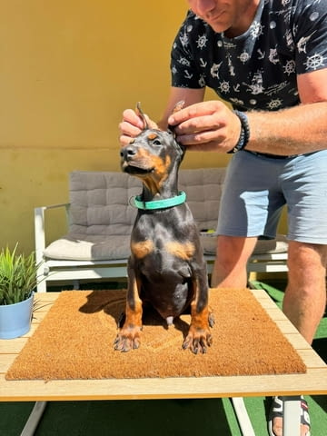 Доберман кученца Ваксинирано - Да, Обезпаразитено - Да - град Извън България | Кучета - снимка 12