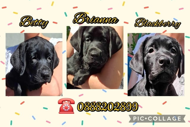 Лабрадор ретривър с родословие Labrador Retriever, 3 Months, Vaccinated - Yes - city of Harmanli | Dogs - снимка 1