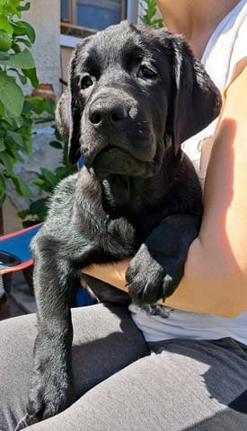 Лабрадор ретривър с родословие Labrador Retriever, 3 Months, Vaccinated - Yes - city of Harmanli | Dogs - снимка 2