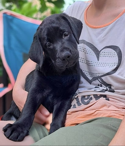 Лабрадор ретривър с родословие Labrador Retriever, 3 Months, Vaccinated - Yes - city of Harmanli | Dogs - снимка 4