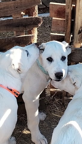 Красиви женски средноазиатски овчарски овчарки - Алабай, city of Izvun Bulgaria - снимка 1