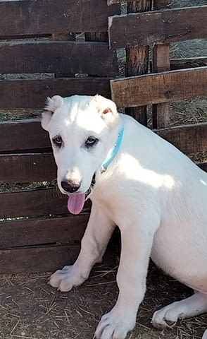 Красиви женски средноазиатски овчарски овчарки - Алабай, city of Izvun Bulgaria - снимка 2