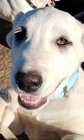 Красиви женски средноазиатски овчарски овчарки - Алабай, city of Izvun Bulgaria - снимка 3