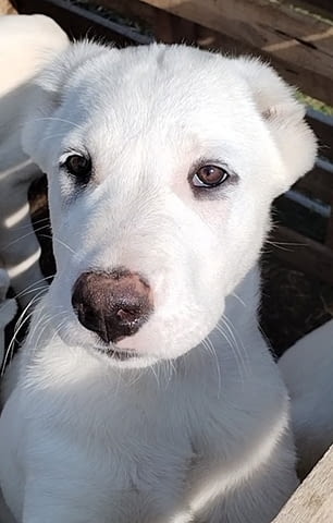 Красиви женски средноазиатски овчарски овчарки - Алабай, city of Izvun Bulgaria - снимка 4