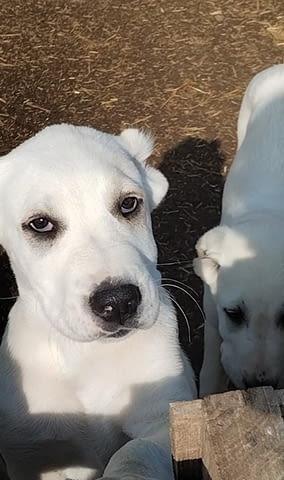 Красиви женски средноазиатски овчарски овчарки - Алабай, city of Izvun Bulgaria - снимка 5